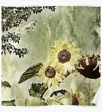 Penticton Sunflowers Poster