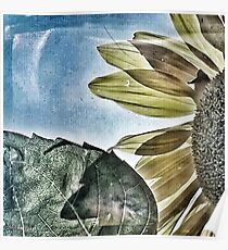 Penticton Sunflower Poster