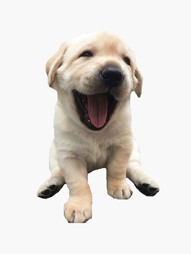 golden retriever puppy