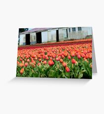 Tulips Galore! - Tulip Growers - NZ - Rural Southland Greeting Card