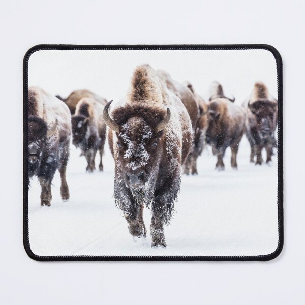 Item preview, Bison group in the road near Frying Pan Spring. designed and sold by Dezza2022.