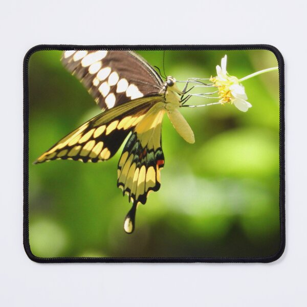 Item preview, Butterfly #0002 designed and sold by Jeffrey Mask.
