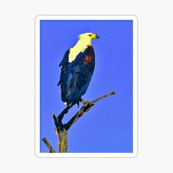 eagle hunting fish Sticker for Sale by bhanu03