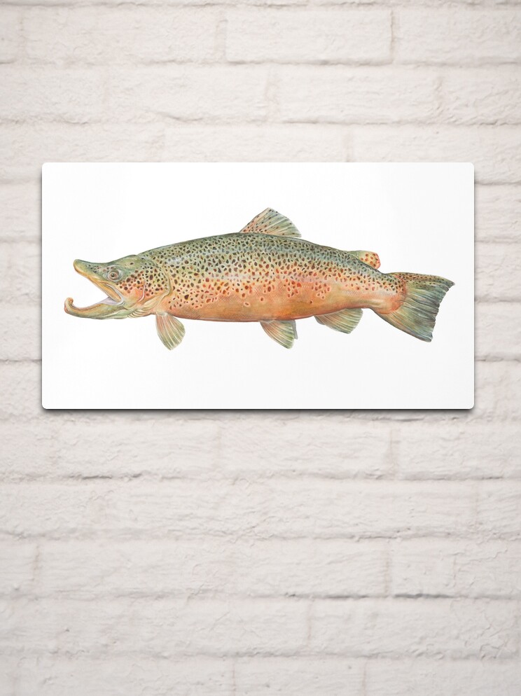 Brown Trout Metal Print for Sale by Sami Bayly