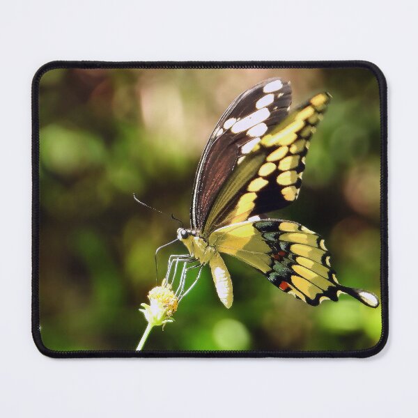 Item preview, Butterfly #0001 designed and sold by Jeffrey Mask.