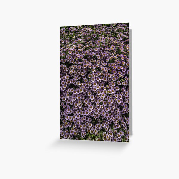 Seaside Daisy Greeting Card