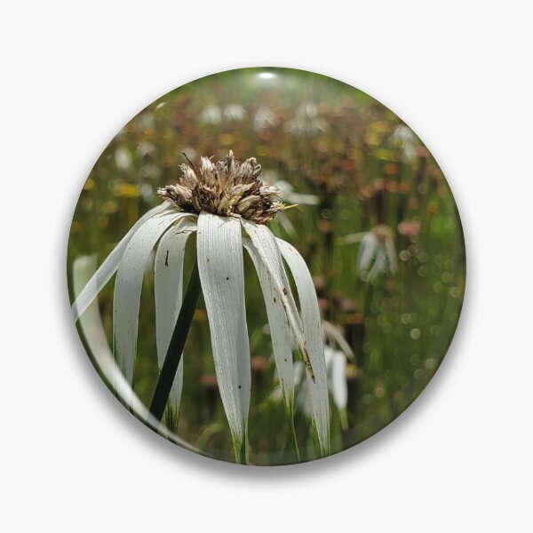 Item preview, Whitetop sedge designed and sold by schmidy-botany.