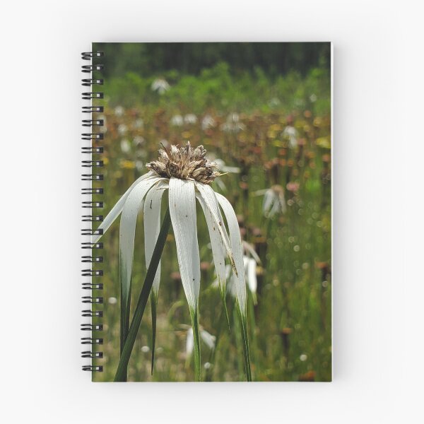 Item preview, Whitetop sedge designed and sold by schmidy-botany.
