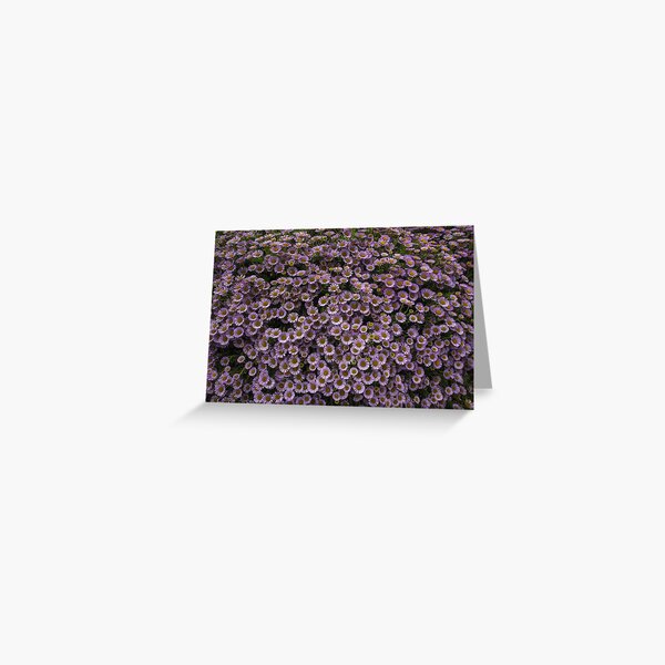 Seaside Pink Daisy Greeting Card