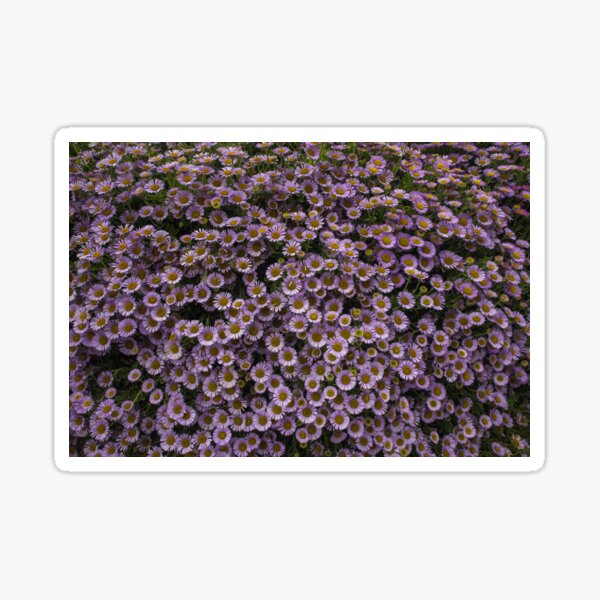 Seaside Pink Daisy Sticker