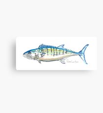 Atlantic Bonito Metal Print