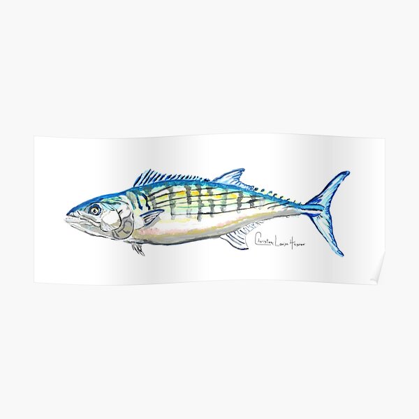 Atlantic Bonito Poster