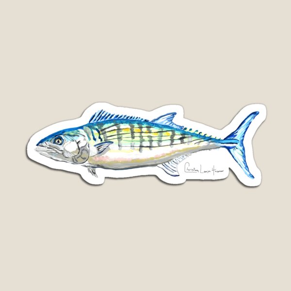 Atlantic Bonito Magnet