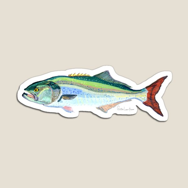 Bluefish Magnet