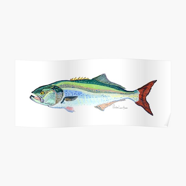 Bluefish Poster