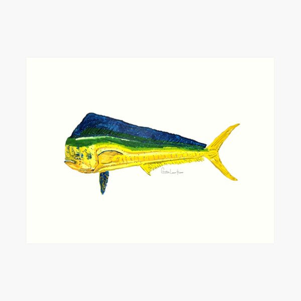 Mahi Mahi Art Print