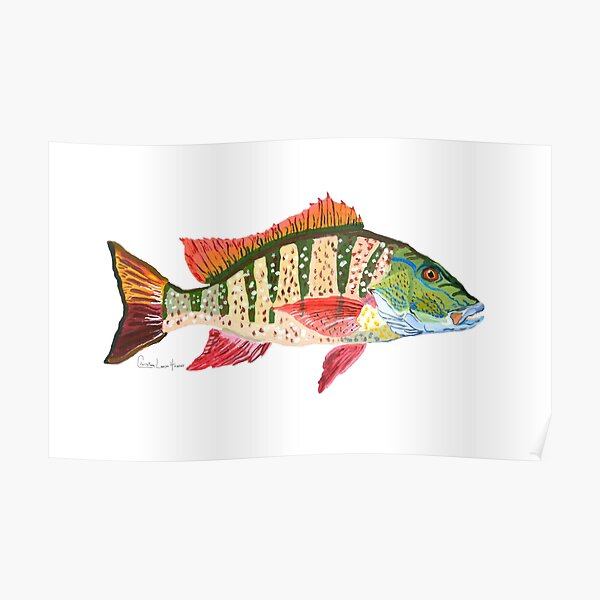 Mutton Snapper Poster