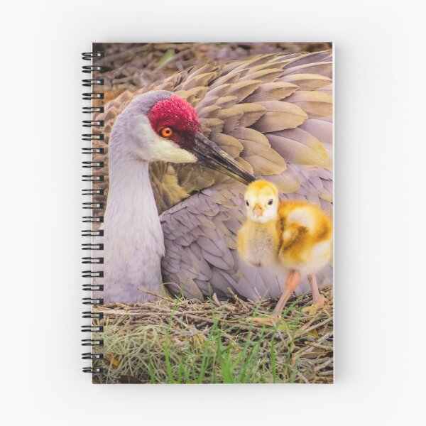 Item preview,  necesita atención :) Me encantan estas aves. Tengo una colección de pájaros de la grulla sandhill si te gustaría ver en mi sitio web "ARTE DE LAS GRUJAS DE SANDHILL Y CHICKS CUTIE WALL": https: //zina-stromberg.pixels.com/collections/sandhill+cranes+and+ designed and sold by Zina Stromberg.