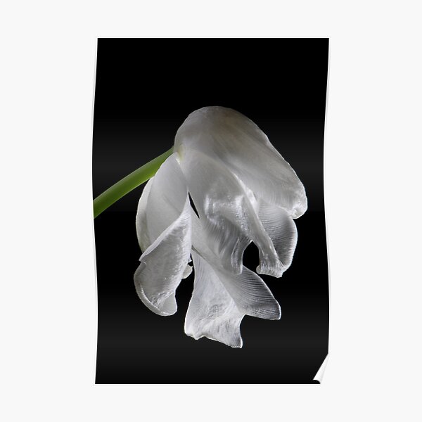 Wilting Beauty Poster
