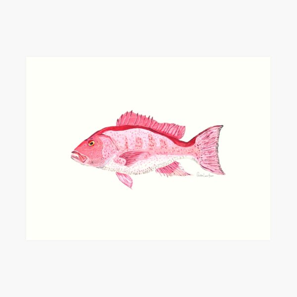 Red Snapper Art Print