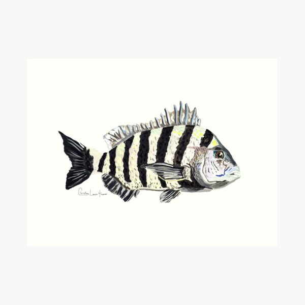 Sheepshead Art Print