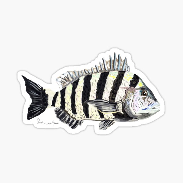 Sheepshead Sticker