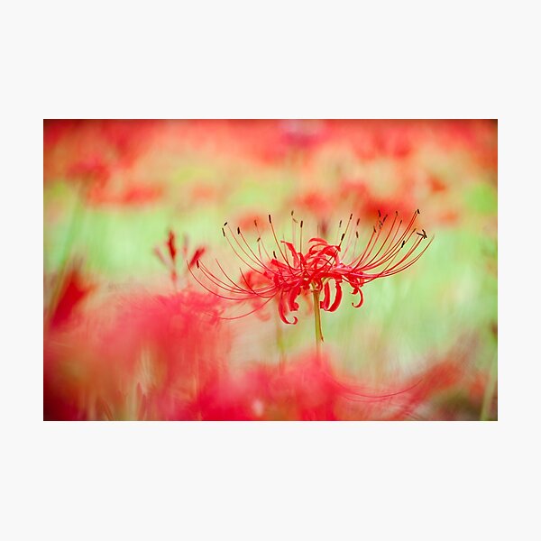 Red Spider Lily Photographic Prints For Sale Redbubble