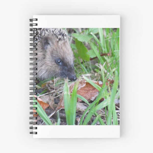 Artikelvorschau, Igel  entworfen und verkauft von rachariedel.