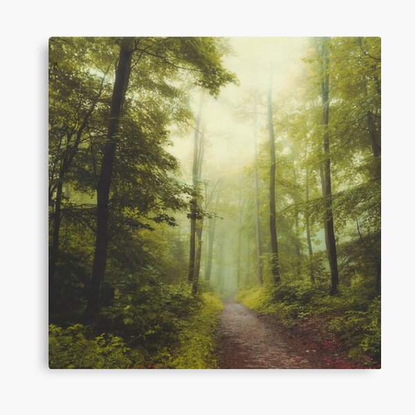Long Forest Walk Canvas Print