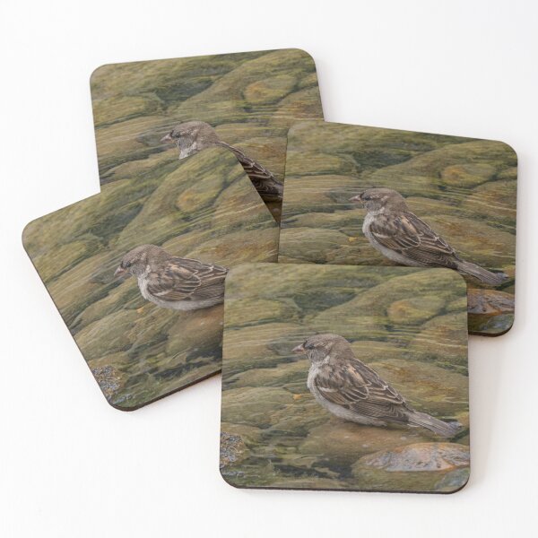 Item preview, Sparrow on a Rock in Water Feature designed and sold by Gerda Grice Photography.