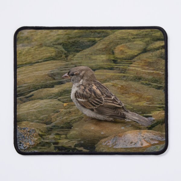 Item preview, Sparrow on a Rock in Water Feature designed and sold by Gerda Grice Photography.