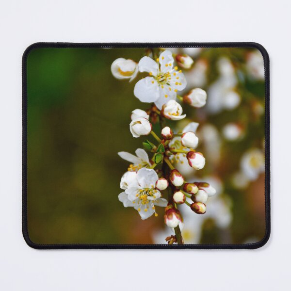 Item preview, Cherry Blossoms 6 | nature photography designed and sold by Mii-pics.