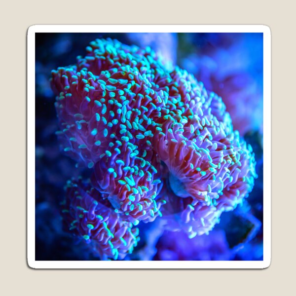 Item preview, Underwater Reef Life designed and sold by Lit_Creation ⭐️⭐️⭐️⭐️⭐️.