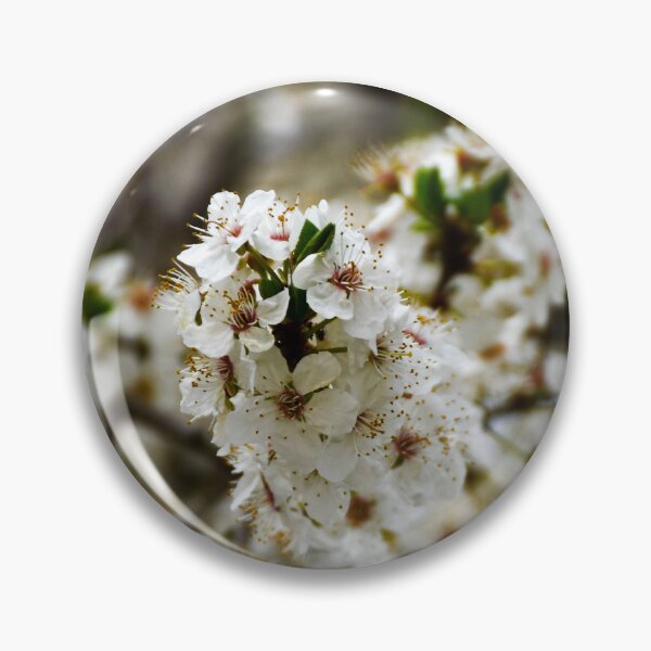 Item preview, Cherry Blossoms 3 | nature photography designed and sold by Mii-pics.