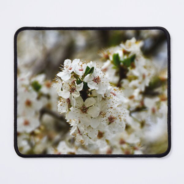 Item preview, Cherry Blossoms 3 | nature photography designed and sold by Mii-pics.