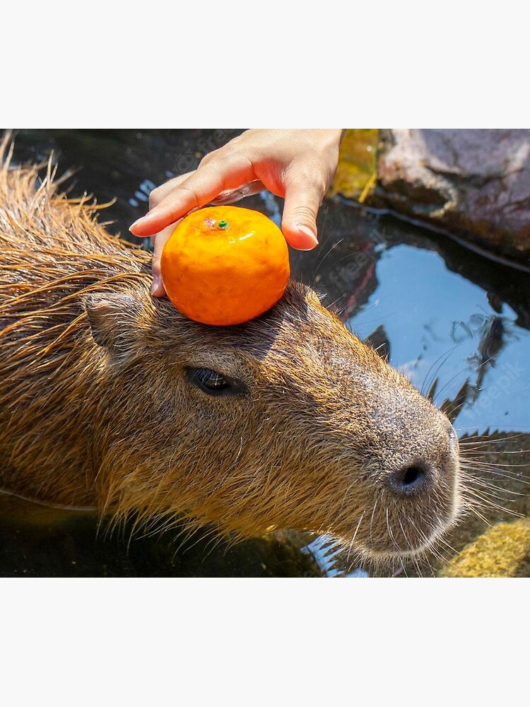 Capybara nestled in a chest overflowing with oranges Sticker for