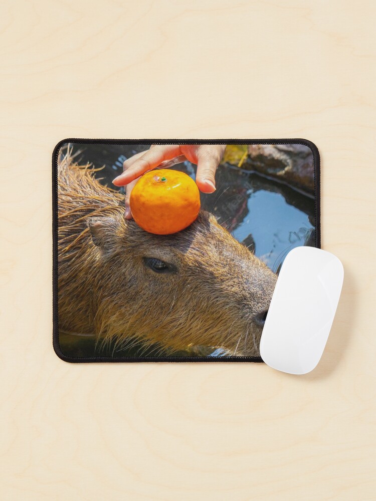 Capybara nestled in a chest overflowing with oranges Sticker for