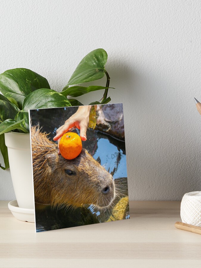 Capybara nestled in a chest overflowing with oranges Poster for