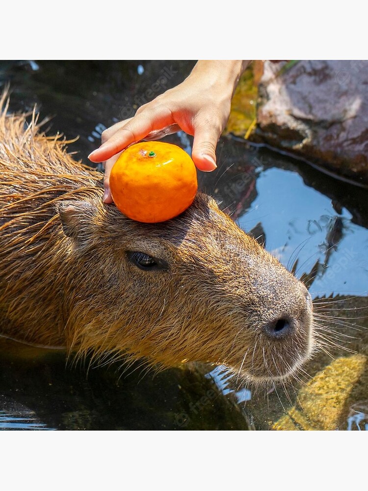 Capybara nestled in a chest overflowing with oranges Poster for