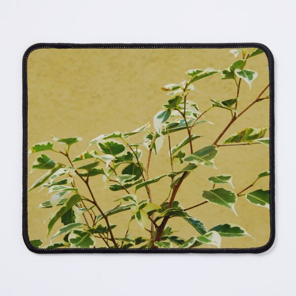 Item preview, Ficus Plant Variegated Leaves Against Beige Wall designed and sold by CarolinaReina.