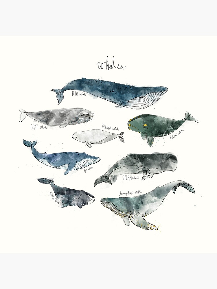 Whales by AmyHamilton