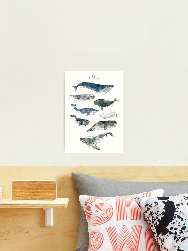 Thumbnail 2 of 3, Photographic Print, Whales designed and sold by AmyHamilton.