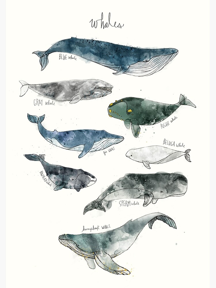 Whales by AmyHamilton