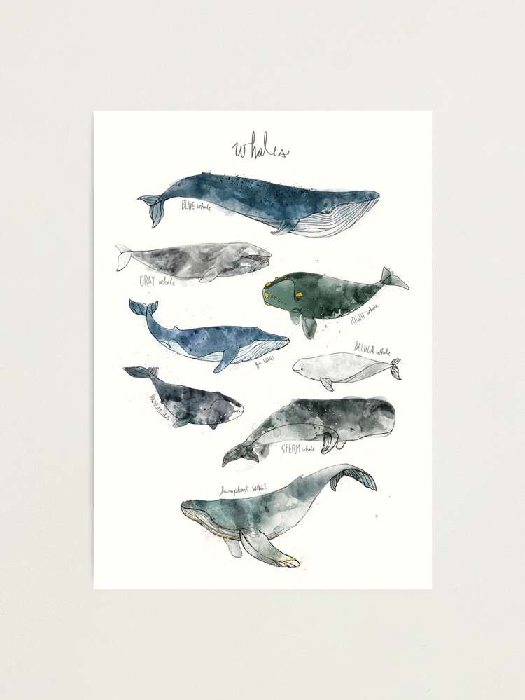 Thumbnail 1 of 3, Photographic Print, Whales designed and sold by AmyHamilton.