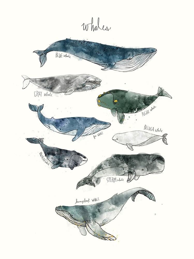Whales by AmyHamilton