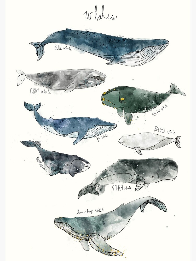 Whales by AmyHamilton