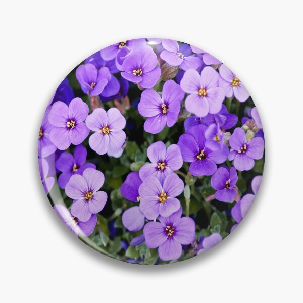 Artikelvorschau, Veilchen oder Aubrieta deltoidea. entworfen und verkauft von Frankie Cat Photography.