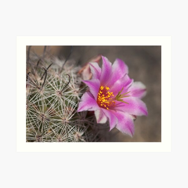 Flowering Fishhook Art Print