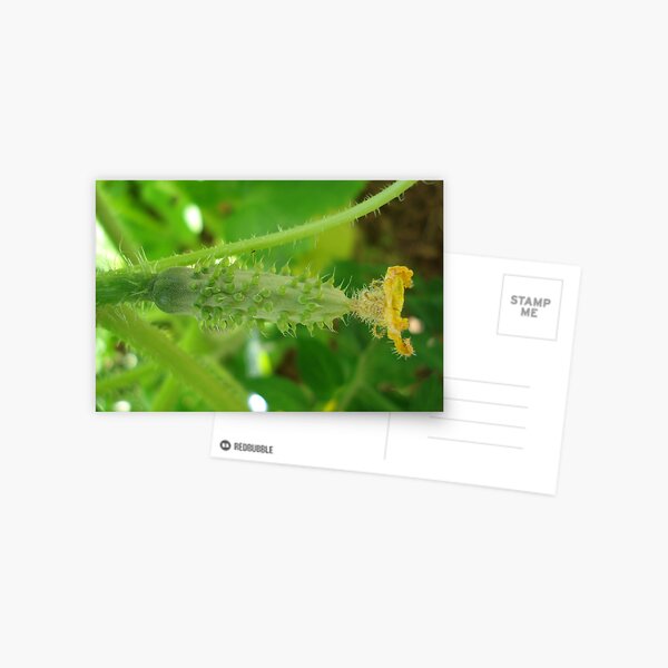 baby cucumber 1 Postcard