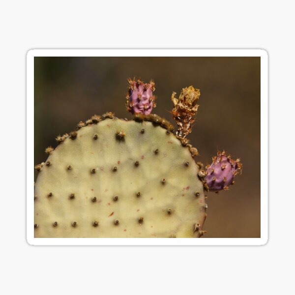Aging Prickly Pear Sticker